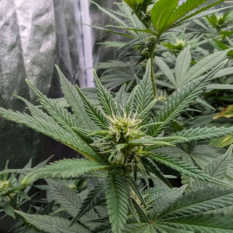 GH Cheese #1 growlog photo: Die Blume schießt zur Zeit in die Höhe. Wenn das so weiter geht muss ich das Zelt wechseln. 