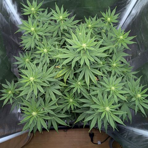 GH Cheese #1 growlog photo: Die Blume schießt zur Zeit in die Höhe. Wenn das so weiter geht muss ich das Zelt wechseln. 