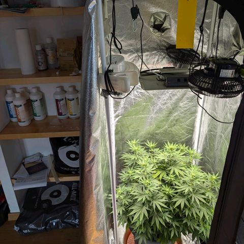 GH Cheese #1 growlog photo: Die Blume schießt zur Zeit in die Höhe. Wenn das so weiter geht muss ich das Zelt wechseln. 