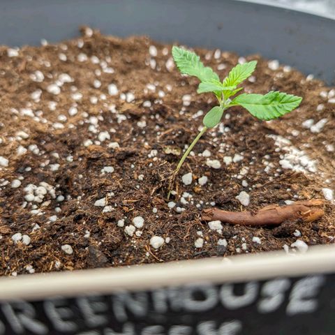 GH Cheese #1 growlog timeline photo