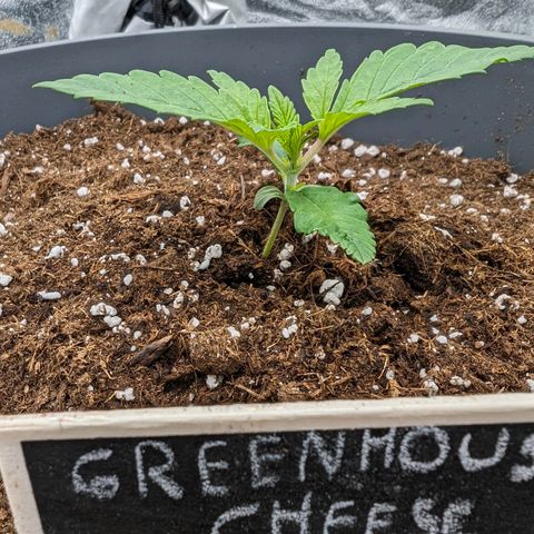GH Cheese #1 growlog timeline photo