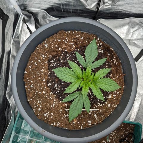 GH Cheese #1 growlog timeline photo