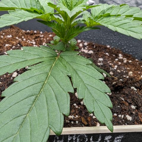 GH Cheese #1 growlog timeline photo