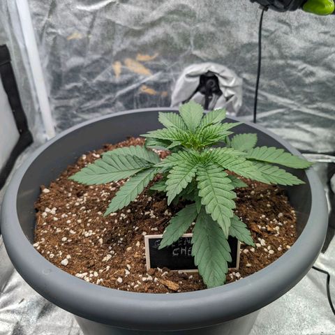 GH Cheese #1 growlog timeline photo