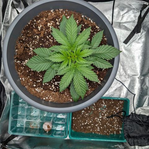 GH Cheese #1 growlog timeline photo