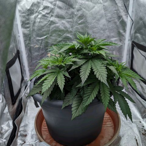 GH Cheese #1 growlog timeline photo