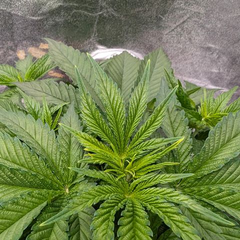 GH Cheese #1 growlog timeline photo
