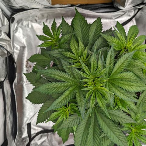 GH Cheese #1 growlog timeline photo