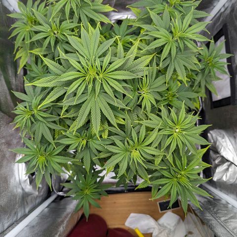 GH Cheese #1 growlog timeline photo