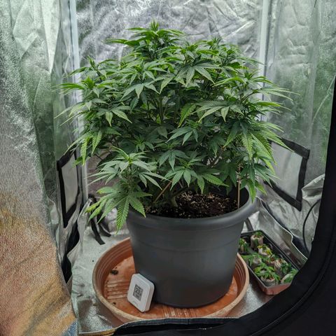 GH Cheese #1 growlog timeline photo