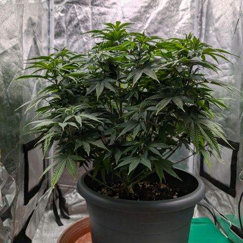 GH Cheese #1 growlog timeline photo