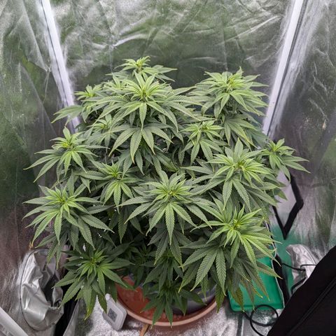 GH Cheese #1 growlog timeline photo