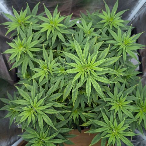 GH Cheese #1 growlog timeline photo