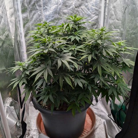 GH Cheese #1 growlog timeline photo