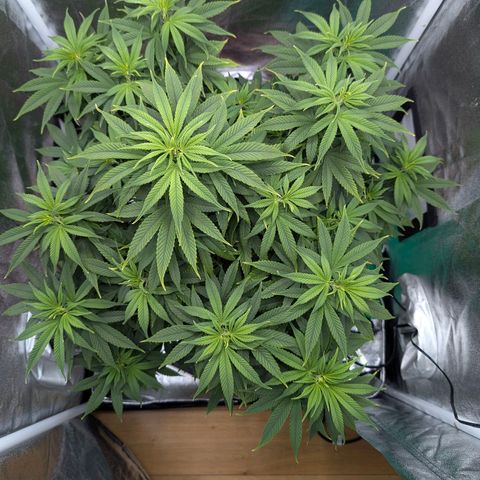 GH Cheese #1 growlog timeline photo