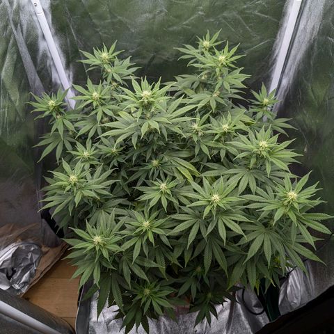 GH Cheese #1 growlog photo: Frisch entlaubt