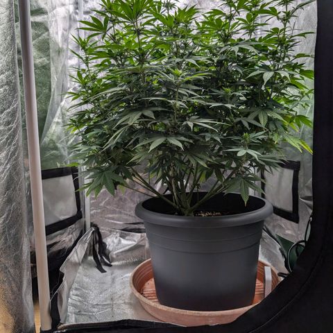 GH Cheese #1 growlog photo: Frisch entlaubt