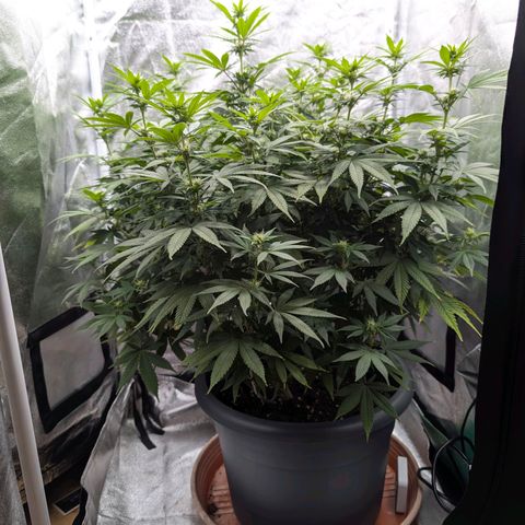 GH Cheese #1 growlog photo: Frisch entlaubt