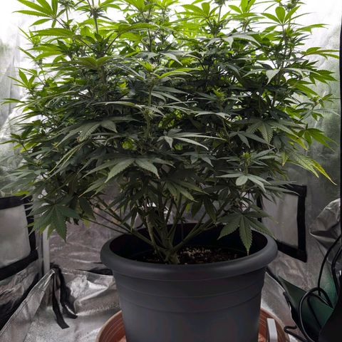 GH Cheese #1 growlog photo: Frisch entlaubt