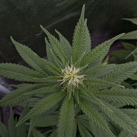 GH Cheese #1 growlog photo: Frisch entlaubt