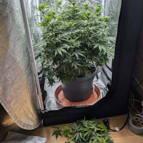 GH Cheese #1 growlog photo: Frisch entlaubt