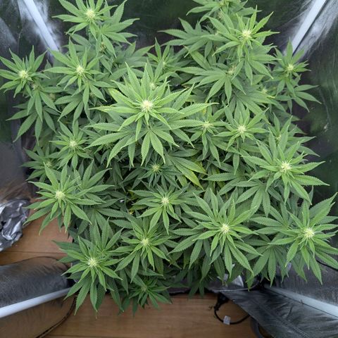 GH Cheese #1 growlog photo: Frisch entlaubt