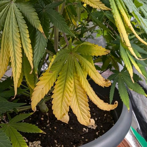 GH Cheese #1 growlog photo: Die Blume ist heute morgen durstig gewesen (erde trocken/Topf leicht)
Scheint in den letzten 2-3 Tagen wieder Mangelerscheinungen zu zeigen. Einige Blätter sind gelb andere Blätter (auch oben bei der Hauptblüte) beginnen sich gelb zu färben.
Ob es an den 2 aufeinanderfolgenden Sürren gelegen hat?