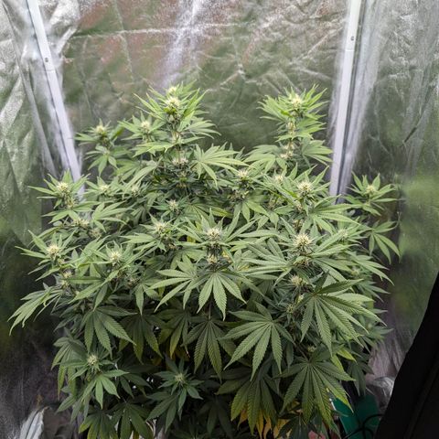 GH Cheese #1 growlog photo: Die Blume ist heute morgen durstig gewesen (erde trocken/Topf leicht)
Scheint in den letzten 2-3 Tagen wieder Mangelerscheinungen zu zeigen. Einige Blätter sind gelb andere Blätter (auch oben bei der Hauptblüte) beginnen sich gelb zu färben.
Ob es an den 2 aufeinanderfolgenden Sürren gelegen hat?