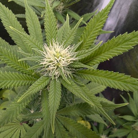 GH Cheese #1 growlog photo: Die Blume ist heute morgen durstig gewesen (erde trocken/Topf leicht)
Scheint in den letzten 2-3 Tagen wieder Mangelerscheinungen zu zeigen. Einige Blätter sind gelb andere Blätter (auch oben bei der Hauptblüte) beginnen sich gelb zu färben.
Ob es an den 2 aufeinanderfolgenden Sürren gelegen hat?