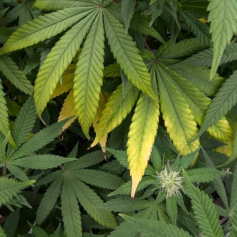 GH Cheese #1 growlog photo: Die Blume ist heute morgen durstig gewesen (erde trocken/Topf leicht)
Scheint in den letzten 2-3 Tagen wieder Mangelerscheinungen zu zeigen. Einige Blätter sind gelb andere Blätter (auch oben bei der Hauptblüte) beginnen sich gelb zu färben.
Ob es an den 2 aufeinanderfolgenden Sürren gelegen hat?