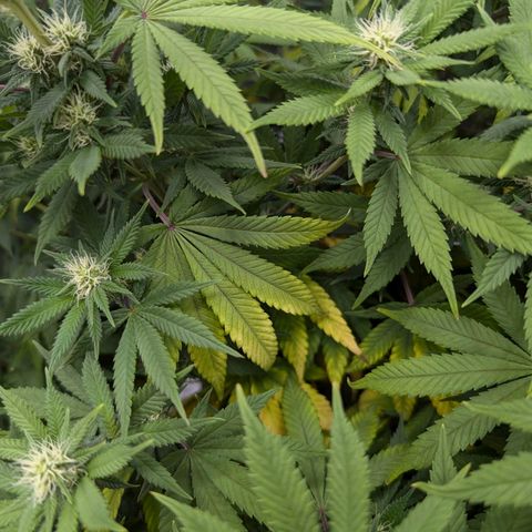 GH Cheese #1 growlog photo: Die Blume ist heute morgen durstig gewesen (erde trocken/Topf leicht)
Scheint in den letzten 2-3 Tagen wieder Mangelerscheinungen zu zeigen. Einige Blätter sind gelb andere Blätter (auch oben bei der Hauptblüte) beginnen sich gelb zu färben.
Ob es an den 2 aufeinanderfolgenden Sürren gelegen hat?
