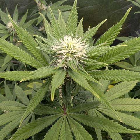 GH Cheese #1 growlog photo: Die Blume ist heute morgen durstig gewesen (erde trocken/Topf leicht)
Scheint in den letzten 2-3 Tagen wieder Mangelerscheinungen zu zeigen. Einige Blätter sind gelb andere Blätter (auch oben bei der Hauptblüte) beginnen sich gelb zu färben.
Ob es an den 2 aufeinanderfolgenden Sürren gelegen hat?