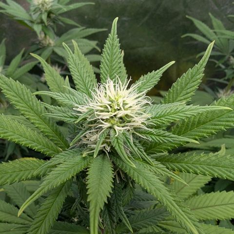 GH Cheese #1 growlog timeline photo