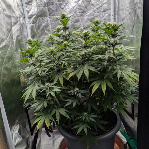 GH Cheese #1 growlog timeline photo