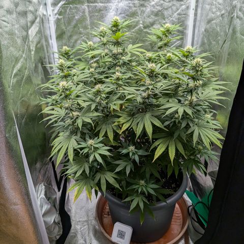GH Cheese #1 growlog timeline photo