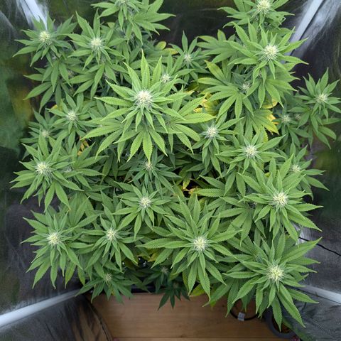 GH Cheese #1 growlog timeline photo