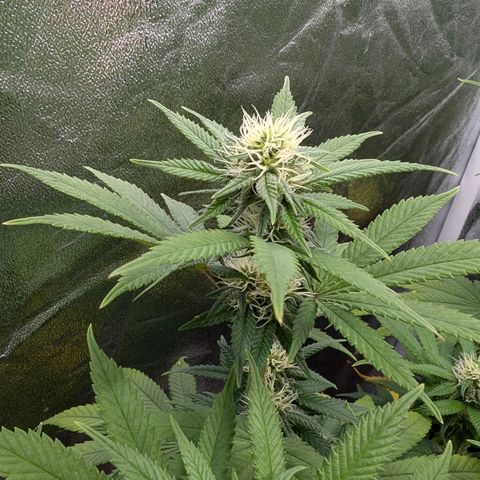 GH Cheese #1 growlog timeline photo