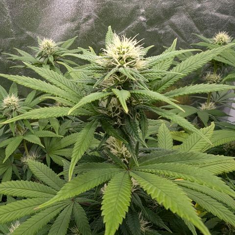 GH Cheese #1 growlog timeline photo