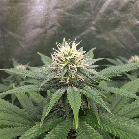 GH Cheese #1 growlog timeline photo