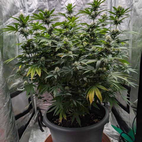 GH Cheese #1 growlog timeline photo