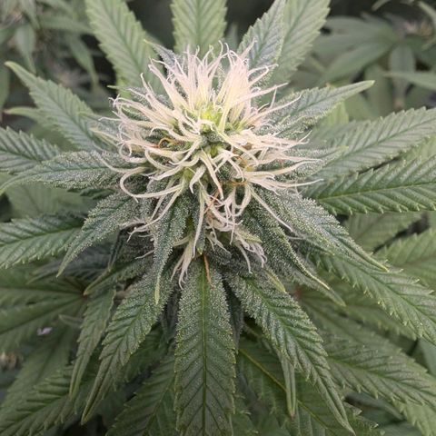 GH Cheese #1 growlog timeline photo