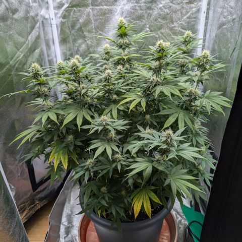 GH Cheese #1 growlog timeline photo