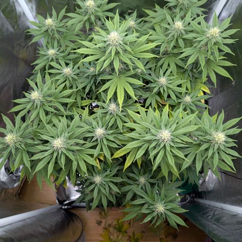 GH Cheese #1 growlog timeline photo