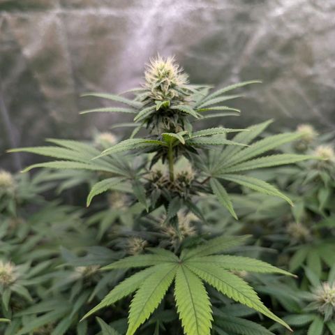 GH Cheese #1 growlog timeline photo