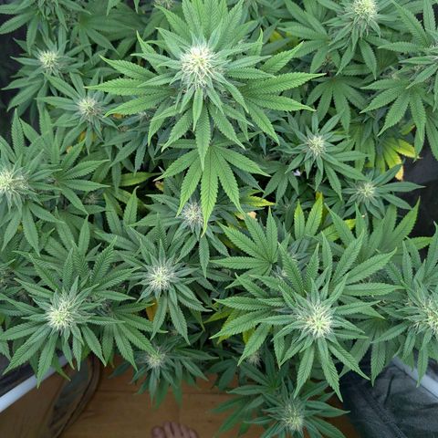 GH Cheese #1 growlog timeline photo