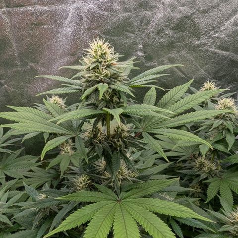 GH Cheese #1 growlog timeline photo
