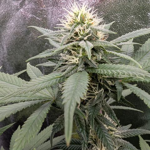 GH Cheese #1 growlog timeline photo