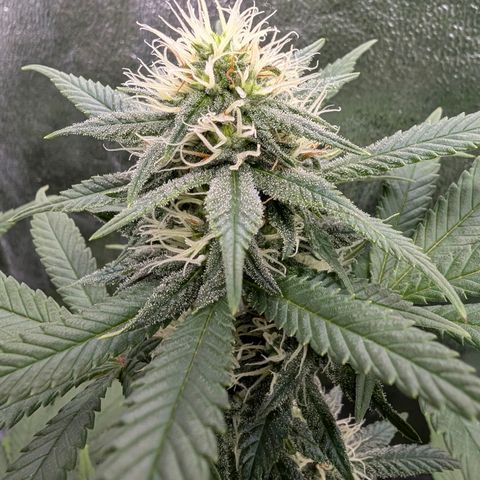 GH Cheese #1 growlog timeline photo