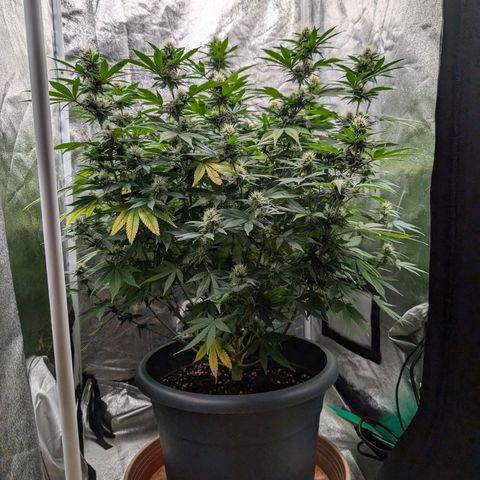 GH Cheese #1 growlog timeline photo