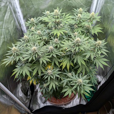 GH Cheese #1 growlog timeline photo